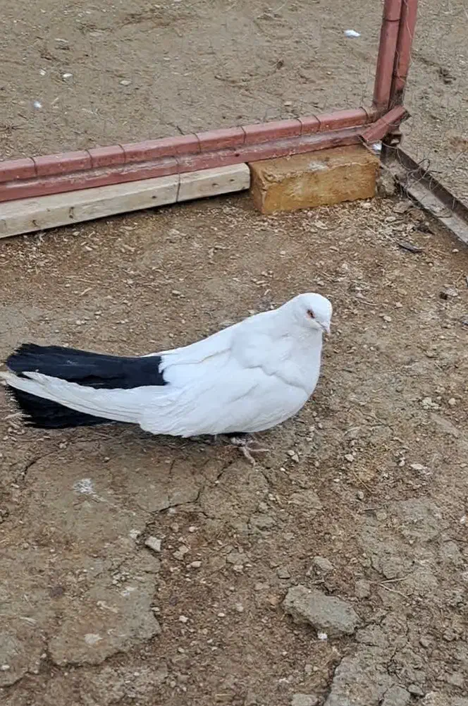 تکدوم نر|پرنده|سردرود, |دیوار