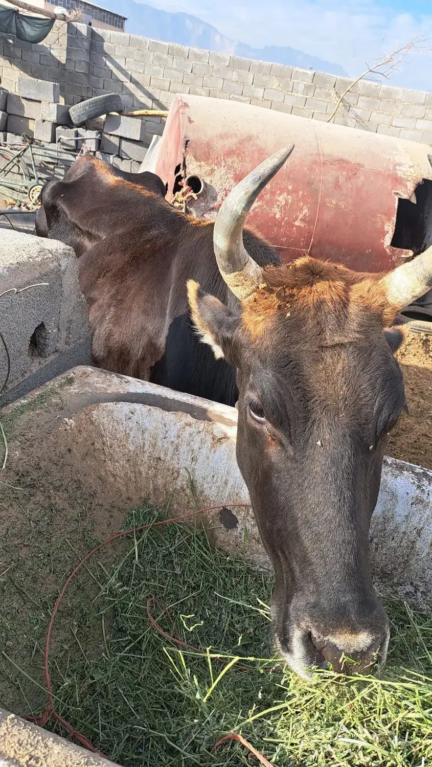 گاو|حیوانات مزرعه|مهریز, |دیوار