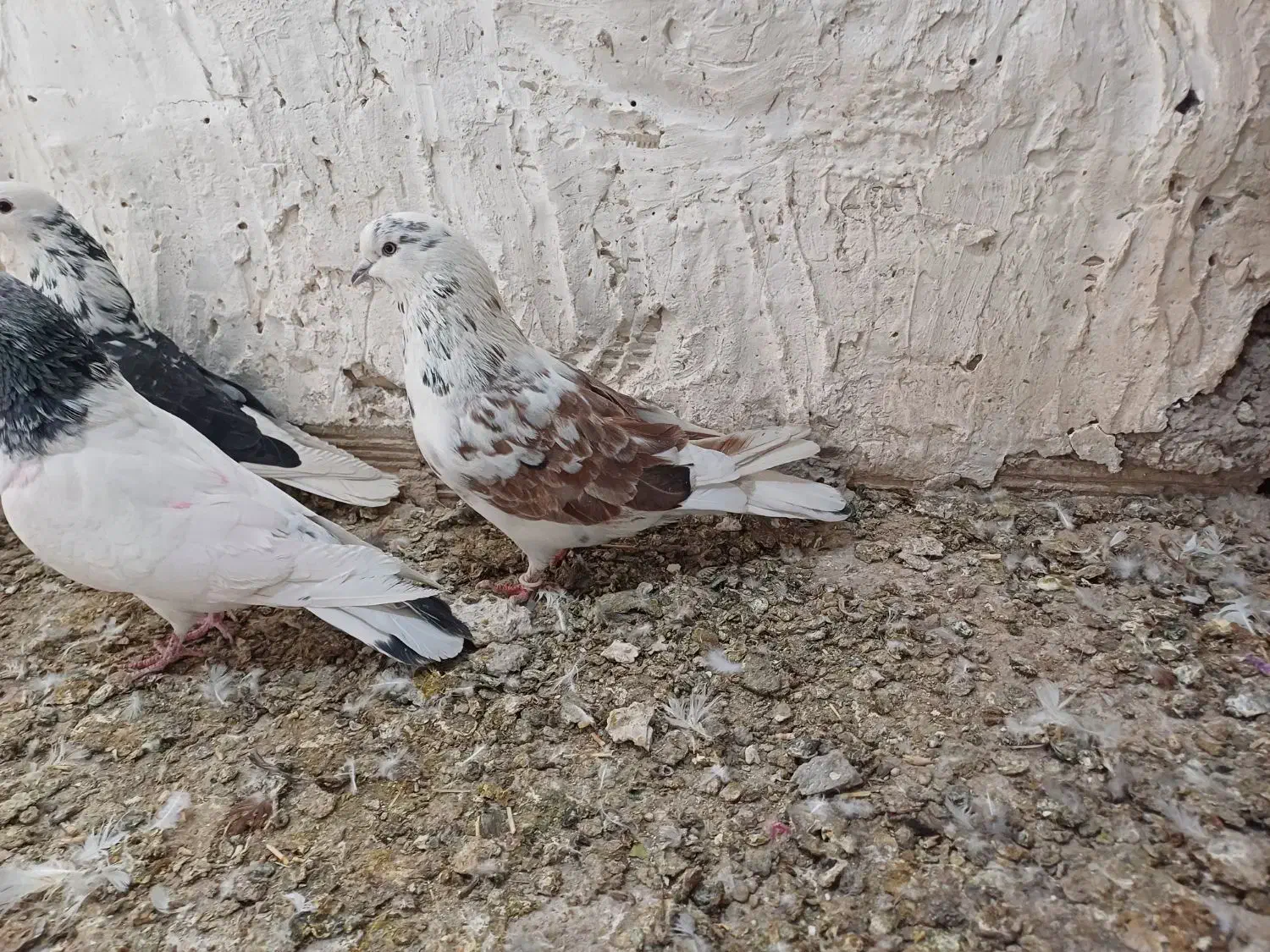 گرگی نر|پرنده|نورآباد, |دیوار