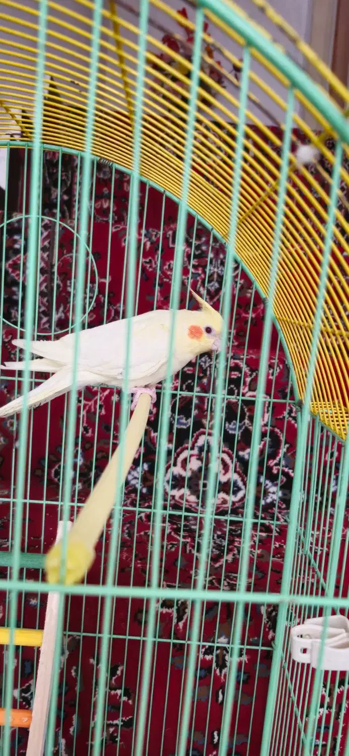 عروس هلندی نر|پرنده|اندیمشک, |دیوار