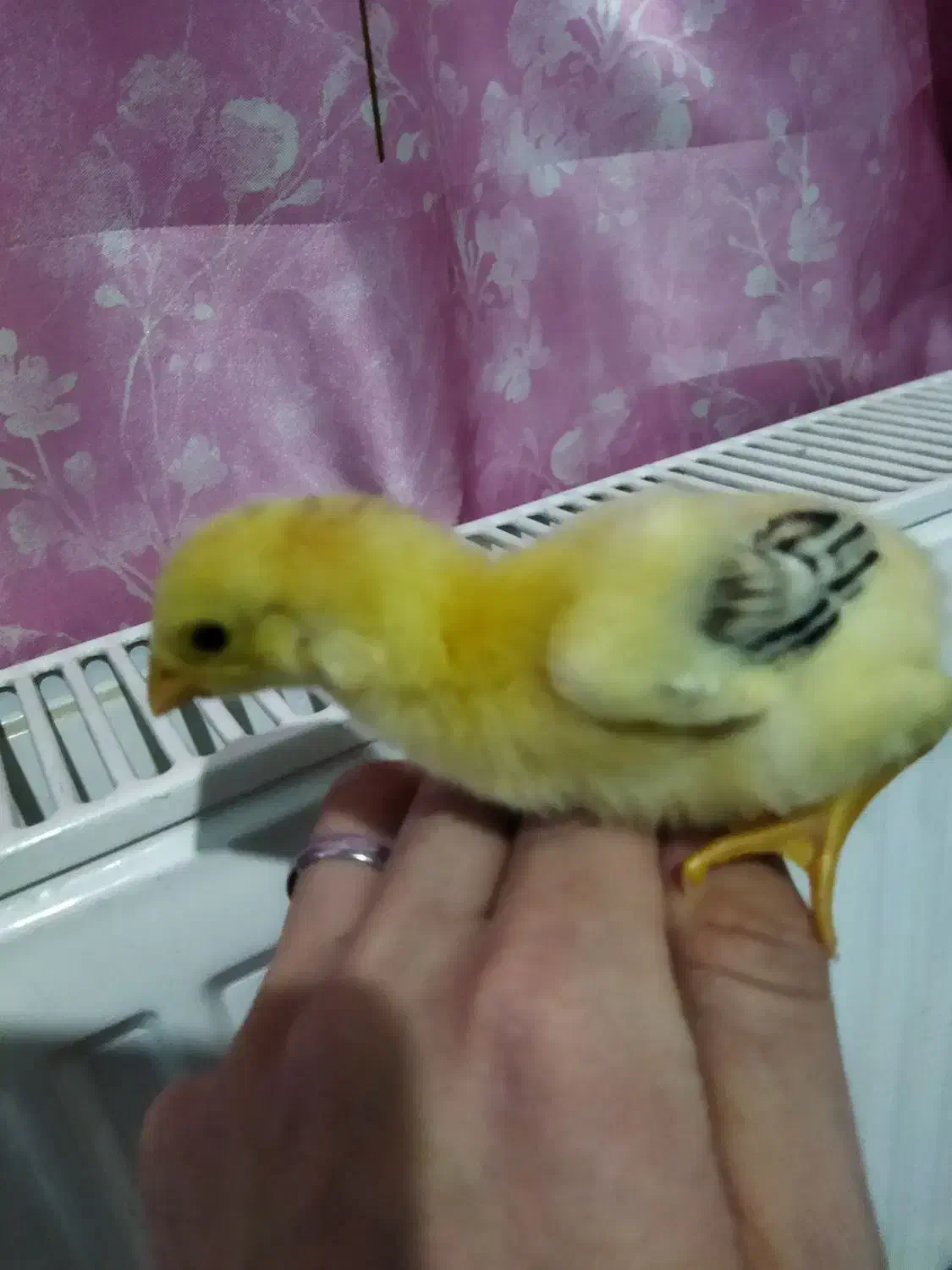 جوجه لاری ۶ عدد|حیوانات مزرعه|کلاچای, |دیوار