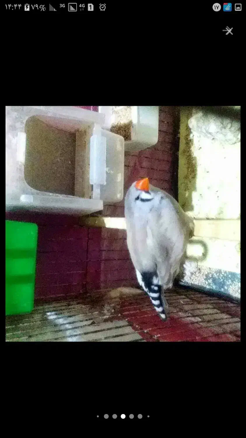 جفت اصل هیکل قول پیکر جامبو پاستیل|پرنده|چمران, |دیوار