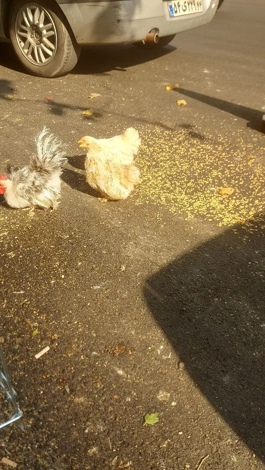 خروس با چند تا مرغ جاپنیز|حیوانات مزرعه|تهران, بهداشت|دیوار