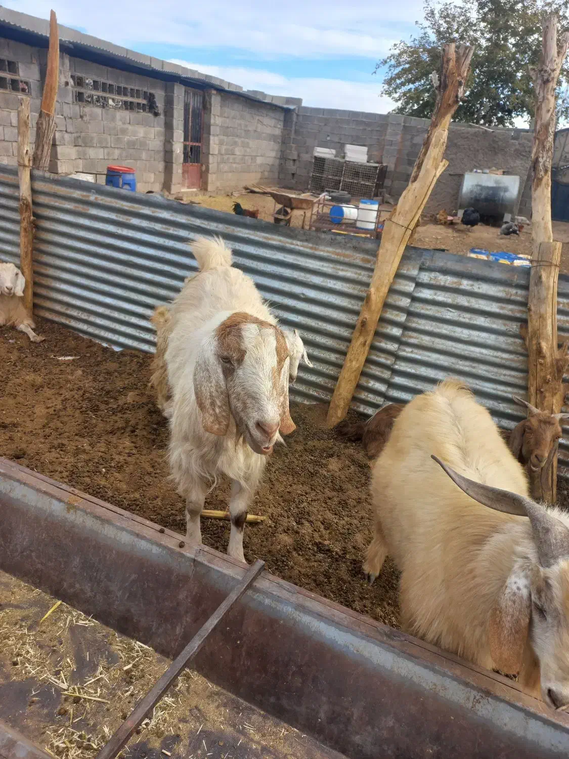 باسلام دوعدد نری چاق|حیوانات مزرعه|کرمان, |دیوار