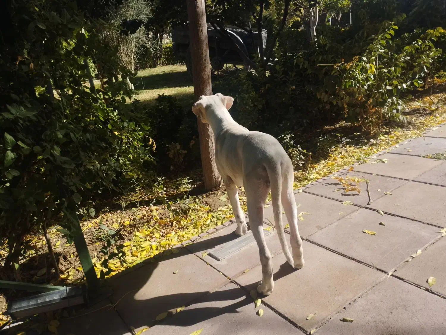 توله سگ داگو ارژانتینو|سگ|صفادشت, |دیوار