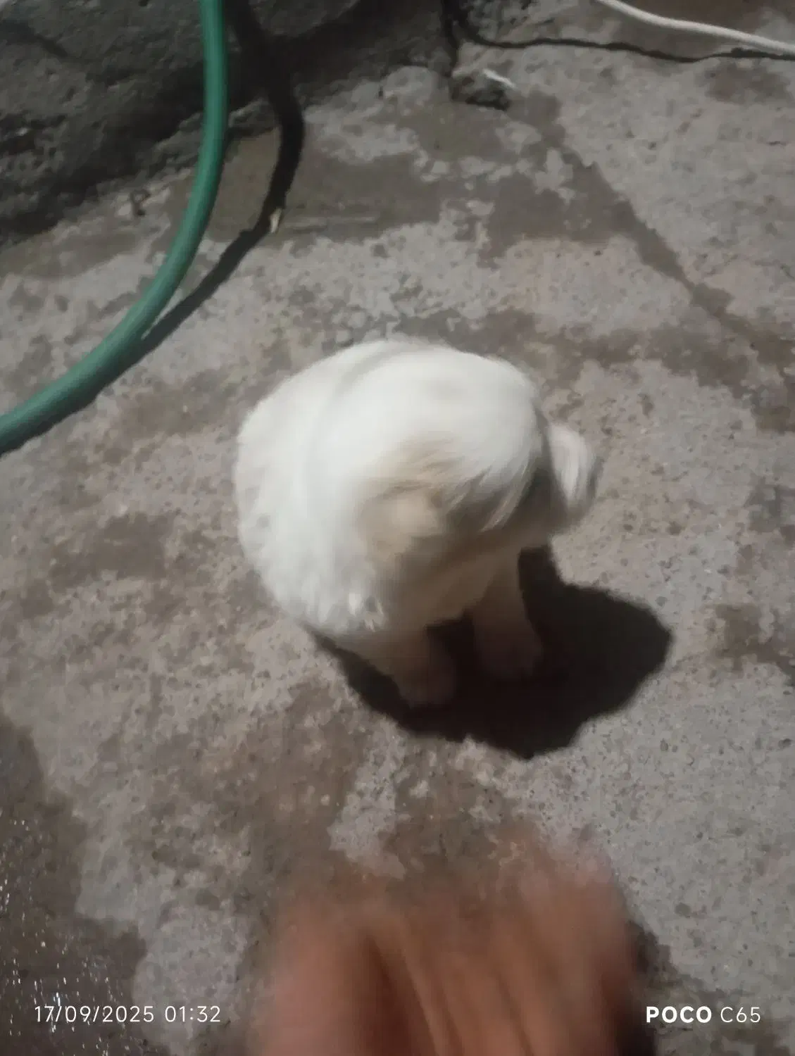 توله سگ|سگ|بم, |دیوار