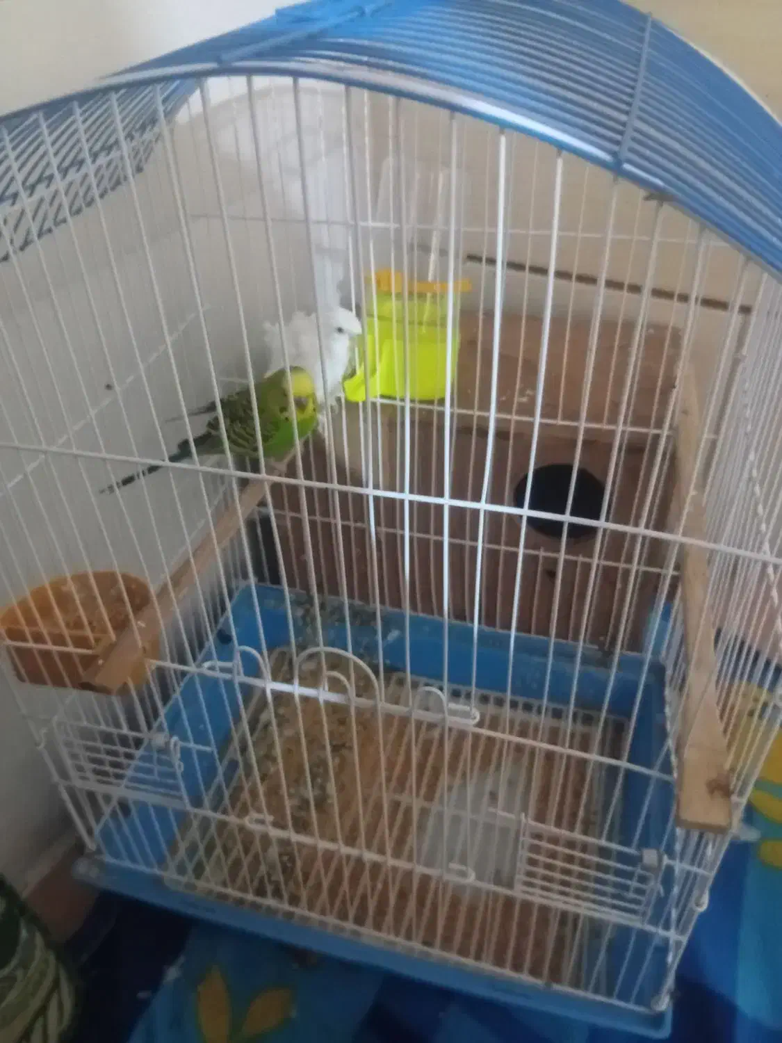 یک عروس هلندی دو مرغ عشق|پرنده|چغادک, |دیوار