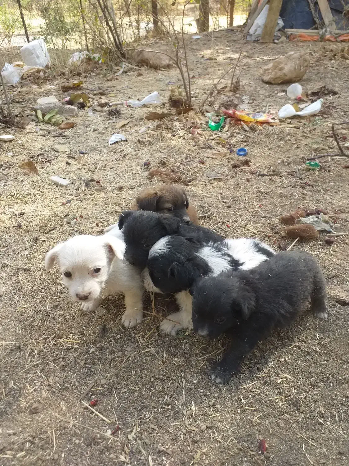 سگ پاکوتاه|سگ|تهران, شمشیری|دیوار