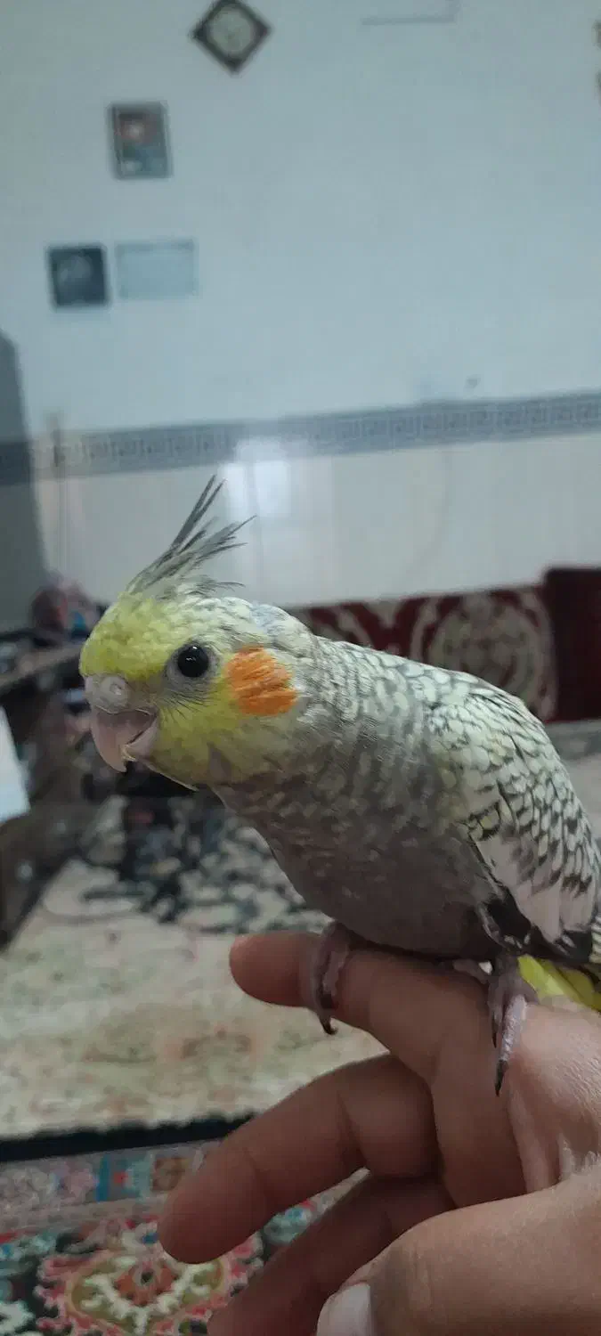 پرنده عروس هلندی|پرنده|پیشوا, |دیوار