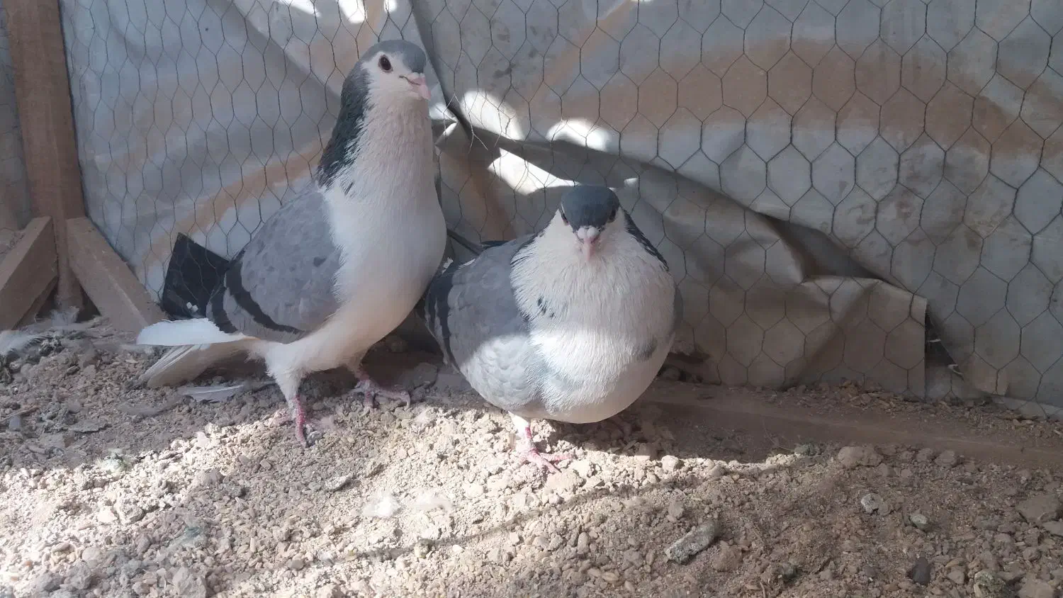 دمگیریسینه باز|پرنده|خمینیشهر, |دیوار