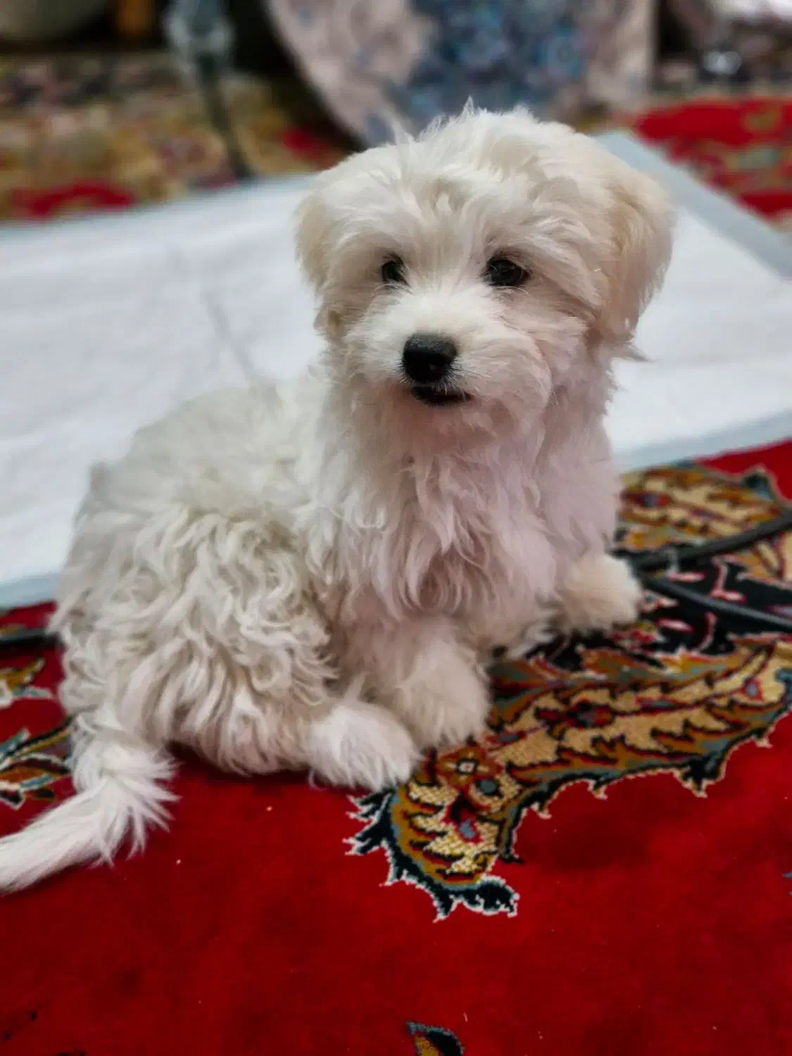 سگ شیتزو|سگ|شهر بابک, |دیوار