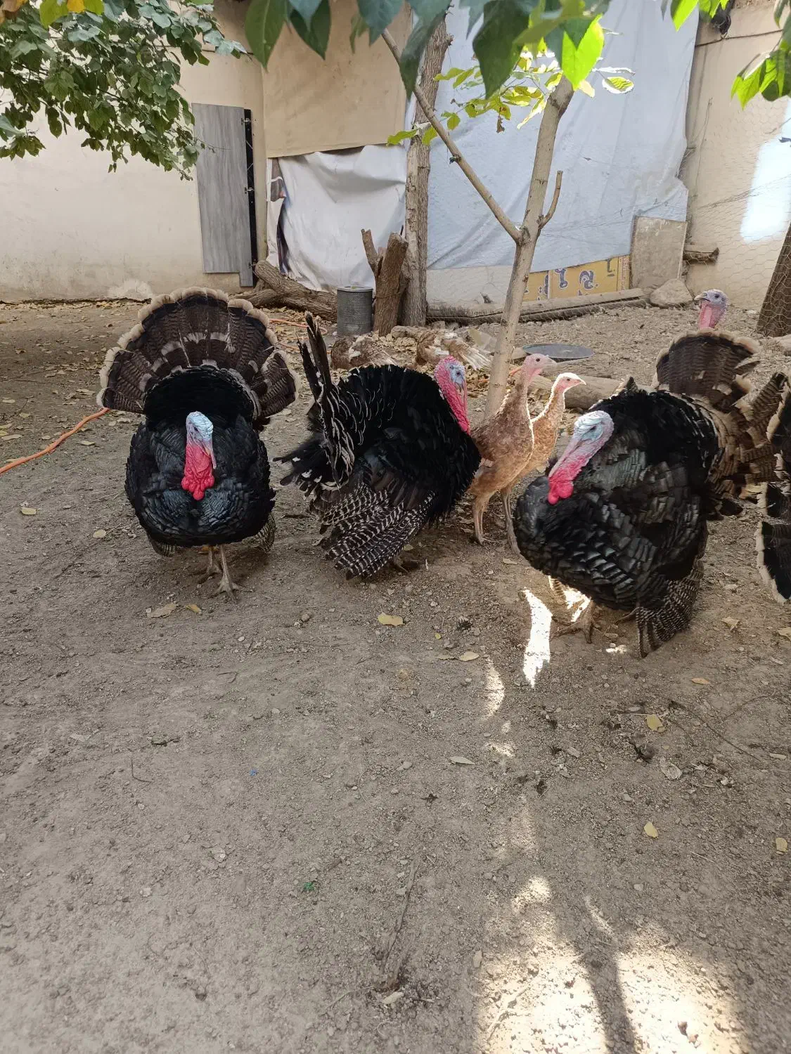 بوقلمون سنگین|حیوانات مزرعه|جاجرود, |دیوار