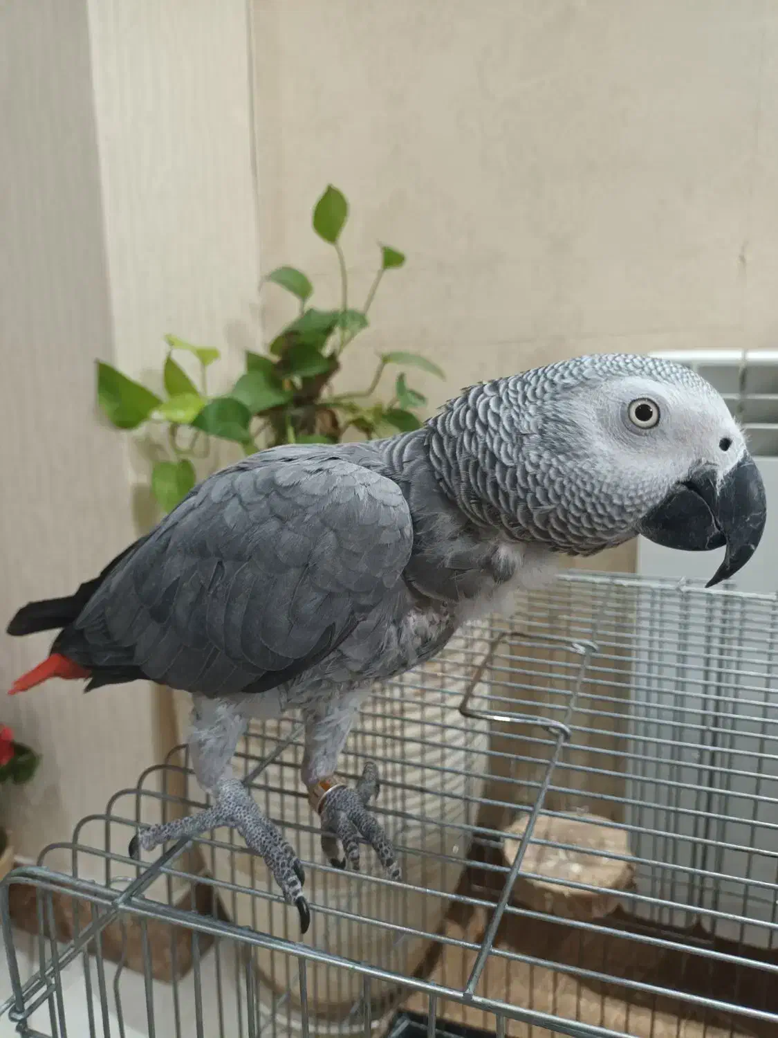 جوجه کاسکو حلقه پا کلام بالا نابغه|پرنده|تهران, شهرک دریا|دیوار