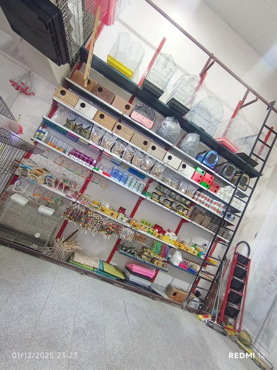 عروس هلندی|پرنده|آستارا, |دیوار