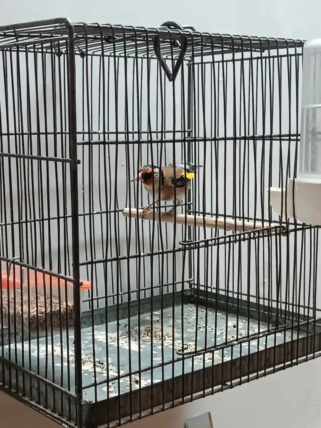 سهره پرنده|حیوانات|مهاباد (آذربایجان غربی), |دیوار