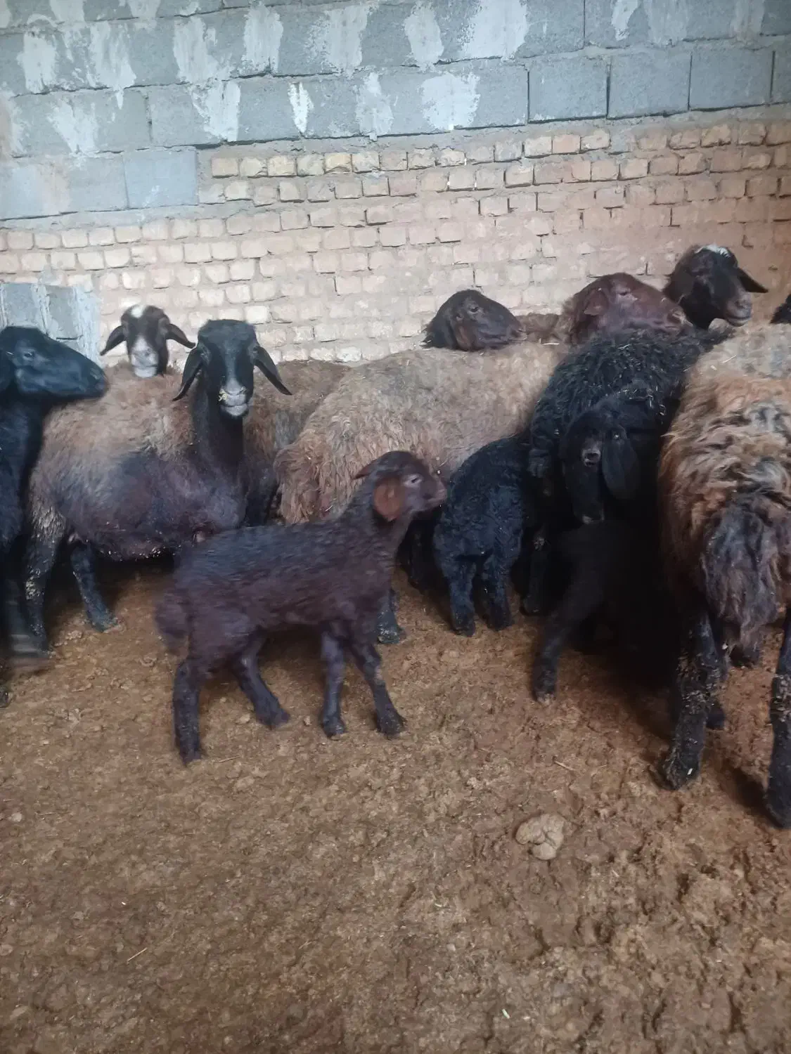 میش زاییده بره گوسفند|حیوانات مزرعه|بن, |دیوار