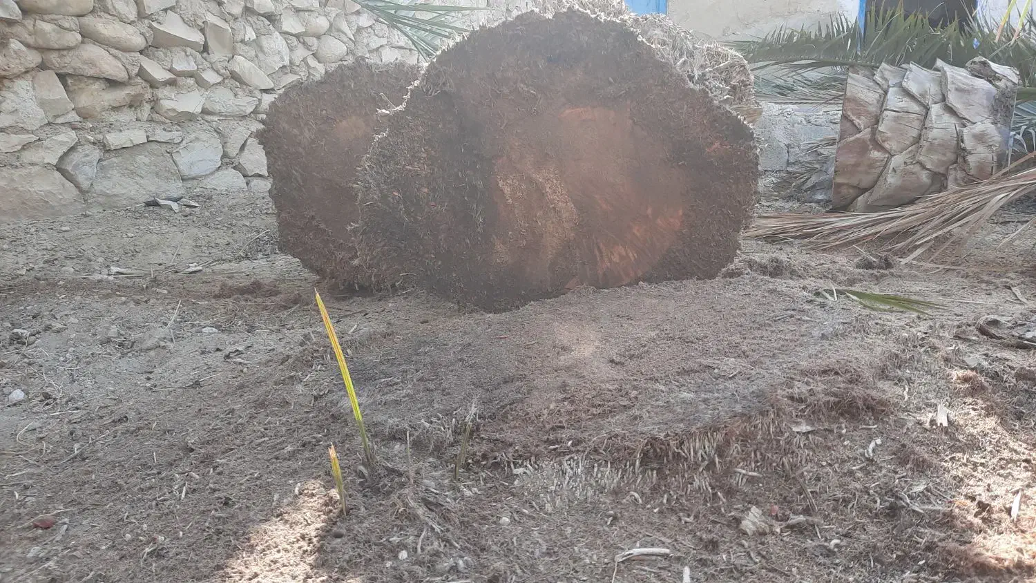 برش و قطع نخل در سراسر استان|خدمات باغبانی و درختکاری|بندر کنگان, |دیوار