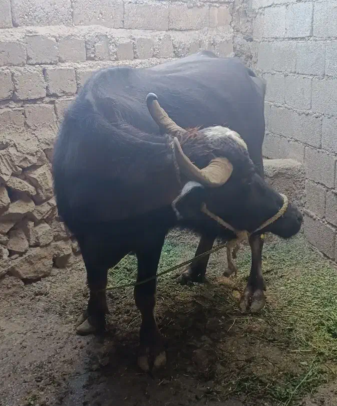 گتوند|حیوانات مزرعه|گتوند, |دیوار