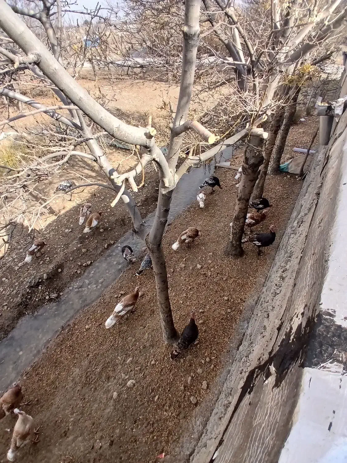 بوقلمون پرواری نسل بورن آمریکایی همگی درجه یک|حیوانات مزرعه|ماهیدشت, |دیوار