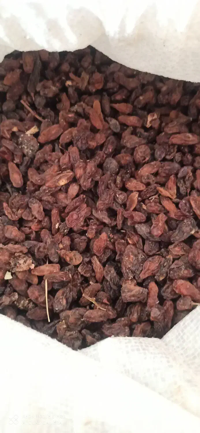 کشمش افتابی (کاشمر)|خوردنی و آشامیدنی|بردسکن, |دیوار