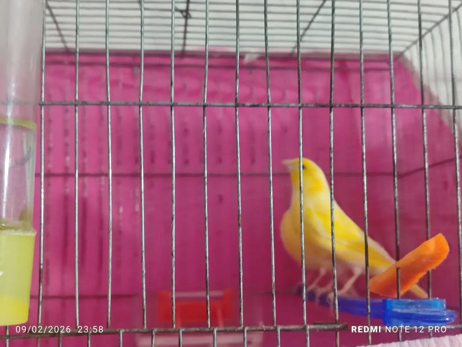 قناری جفت|پرنده|اردبیل, |دیوار