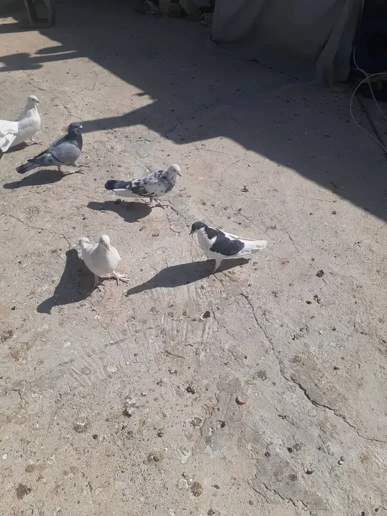 کبوتر تهرونی و دم چتری .گل پنبه‌ای|پرنده|اصفهان, دارک|دیوار