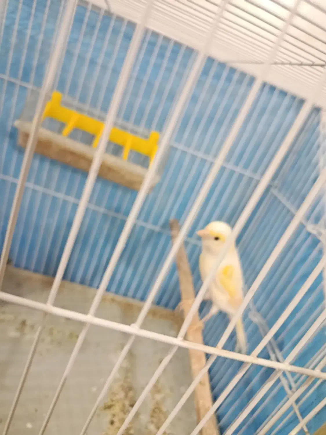 قناری|پرنده|تربت‌حیدریه, پائین ولایت|دیوار