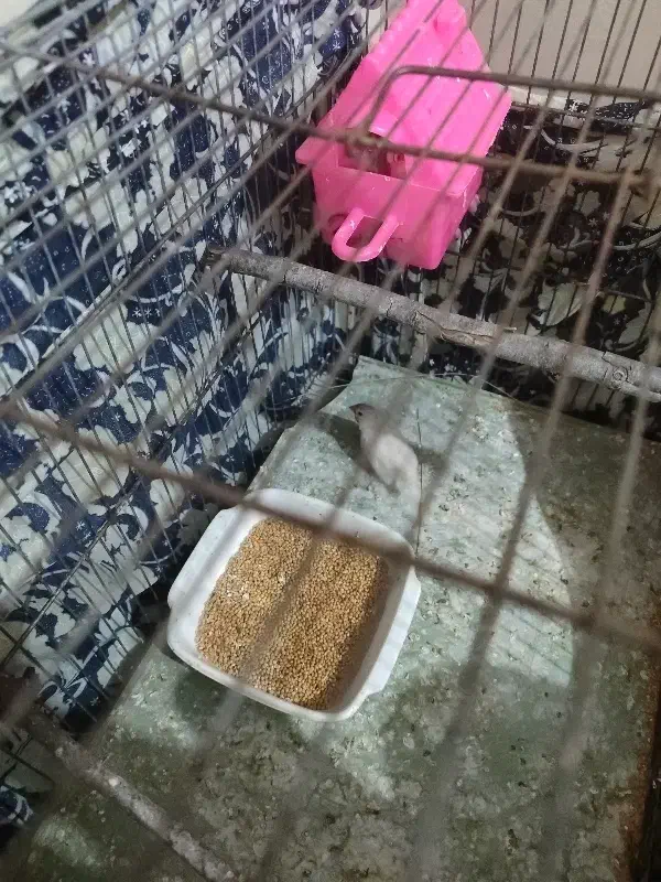 فنچ|پرنده|گرگان, |دیوار