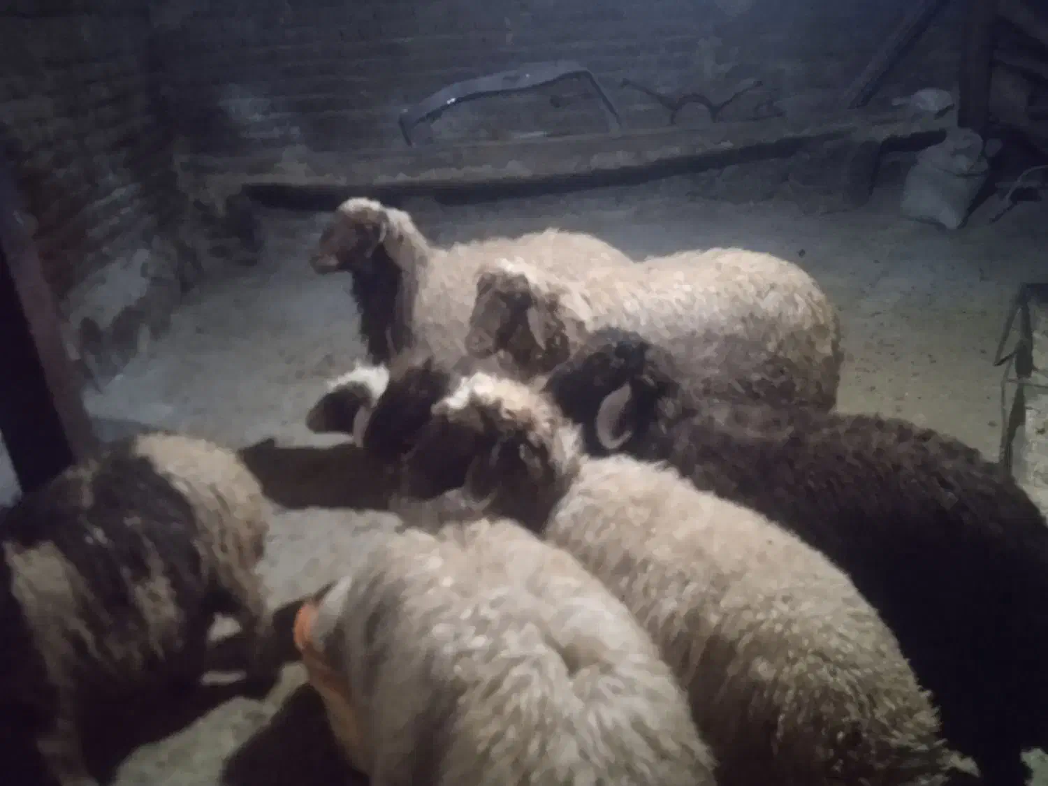 بره نر درجه یک|حیوانات مزرعه|خرم‌آباد, |دیوار