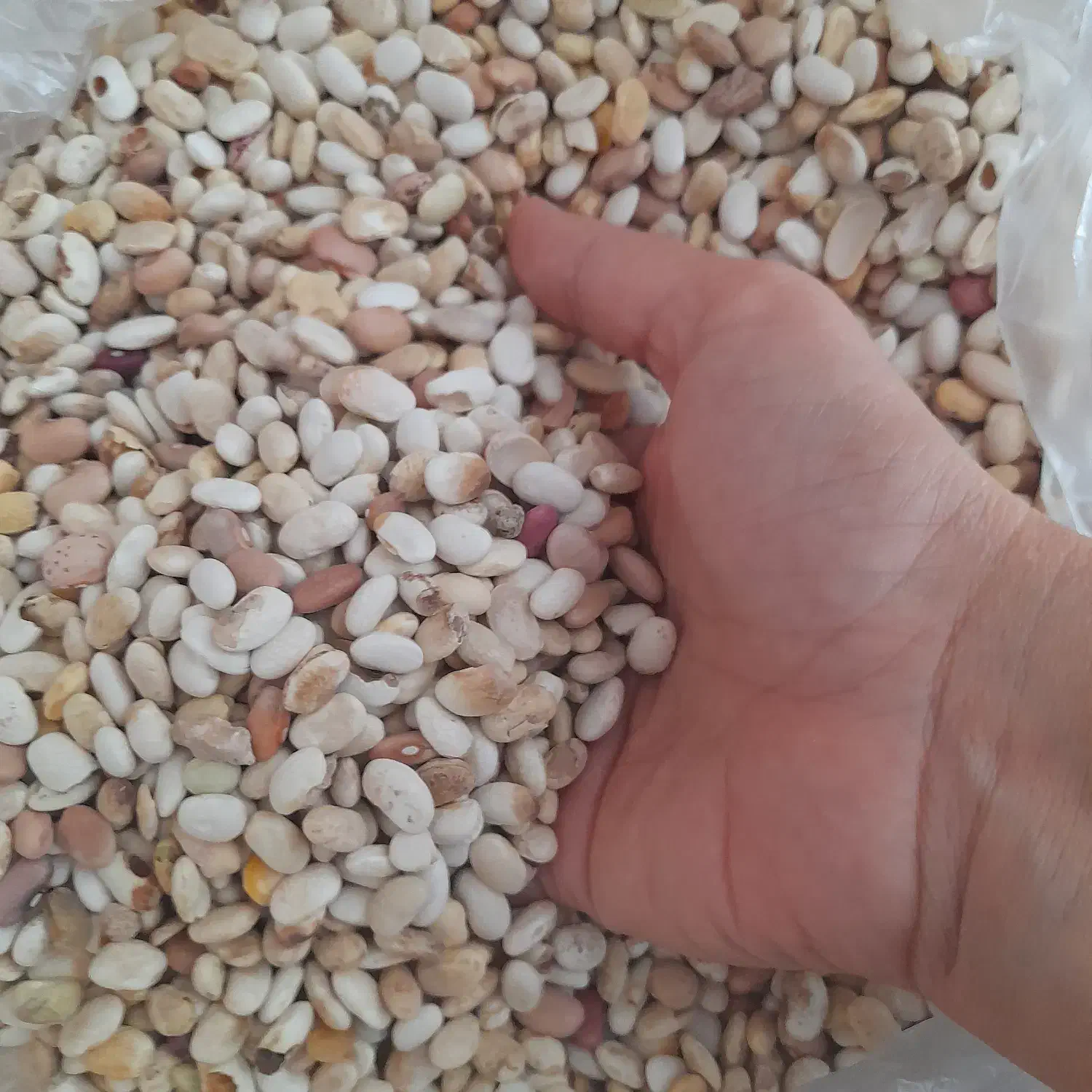 لوبیا سفید۱۶۰ت|خوردنی و آشامیدنی|آمل, |دیوار