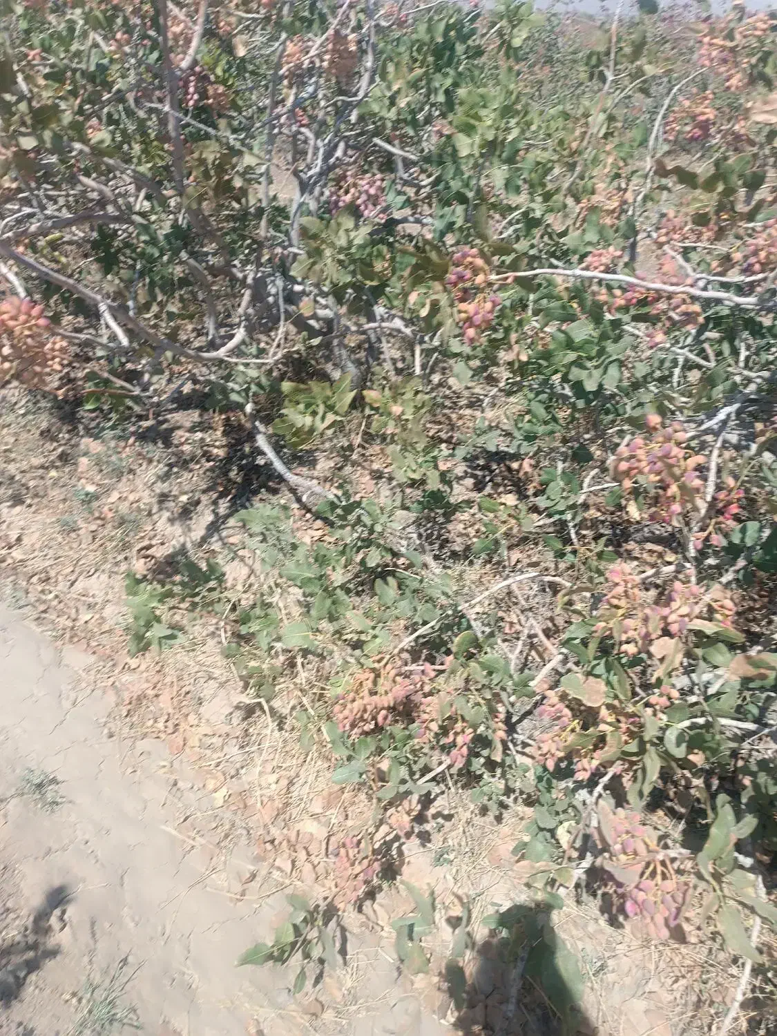 فروش ۱۰۰۰ متری|فروش دفتر صنعتی، کشاورزی، تجاری|زرند, |دیوار