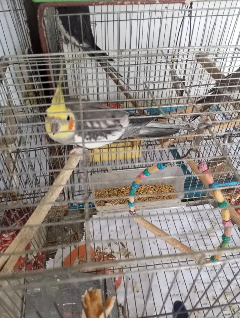 طوطی عروس|پرنده|صومعهسرا, |دیوار