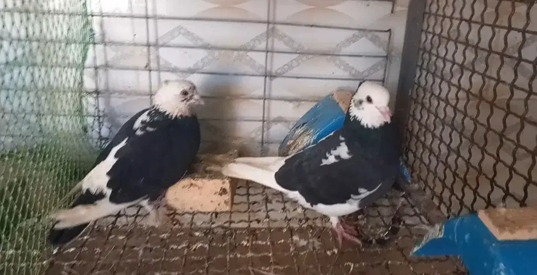 کبوتر|پرنده|سوسنگرد, |دیوار