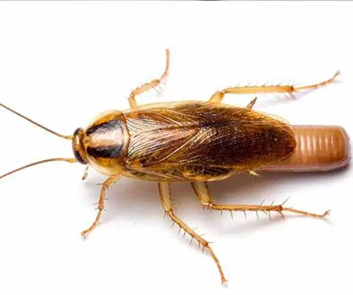 سمپاشی منزل و محل کار تضمینی|خدمات نظافت|گنبد کاووس, |دیوار