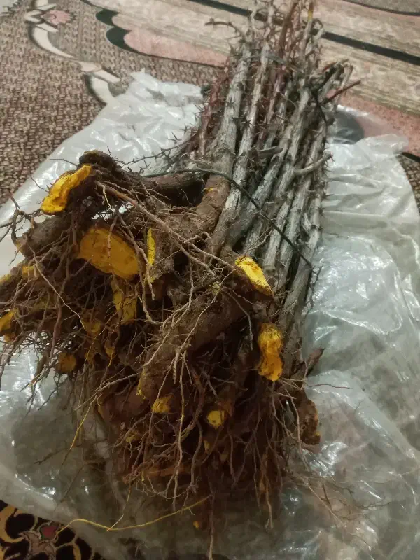 نهال|گل و گیاه طبیعی|زهان, |دیوار