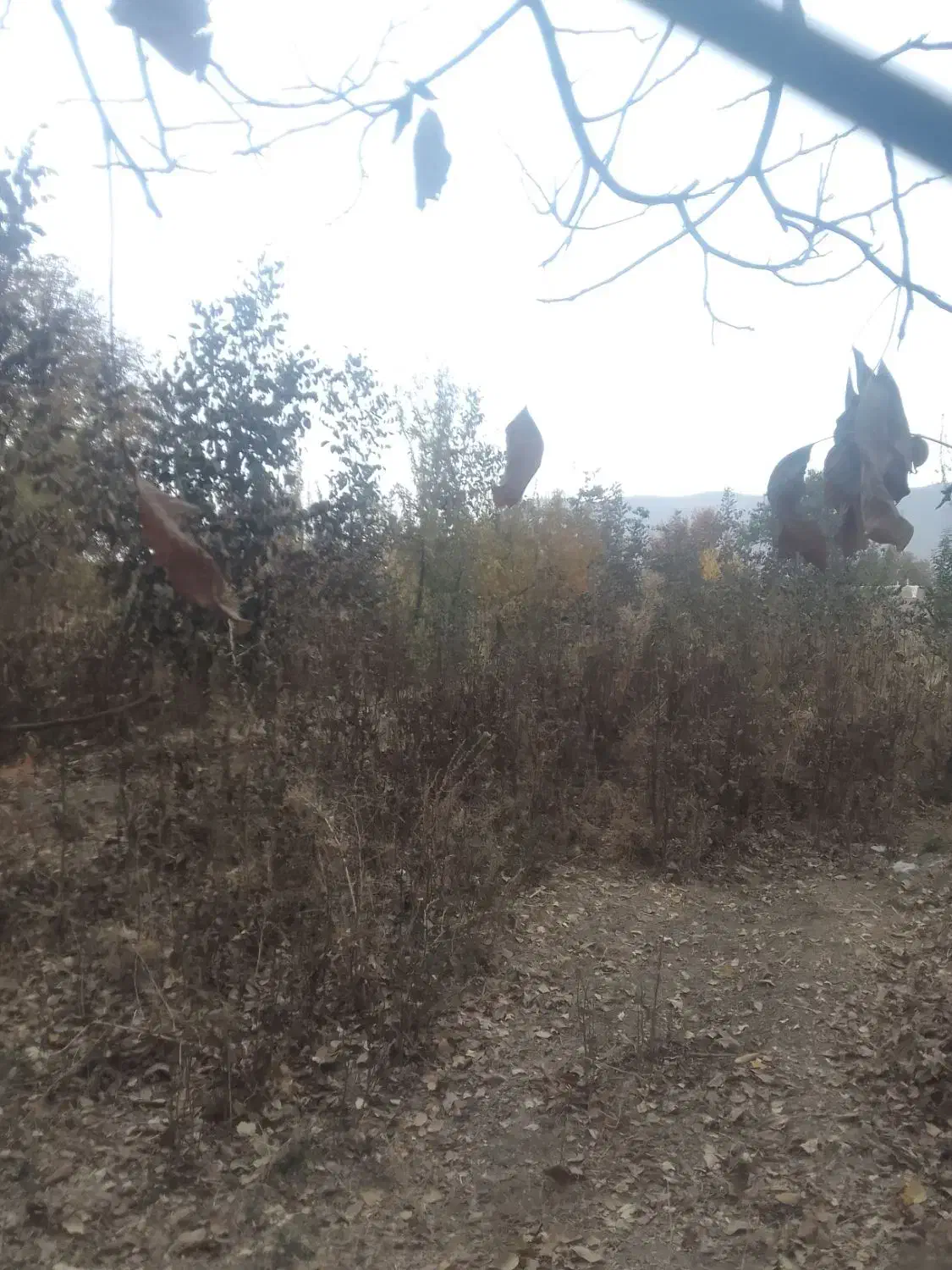 نهال گردو مخصوص پایه|خدمات باغبانی و درختکاری|گلپایگان, |دیوار