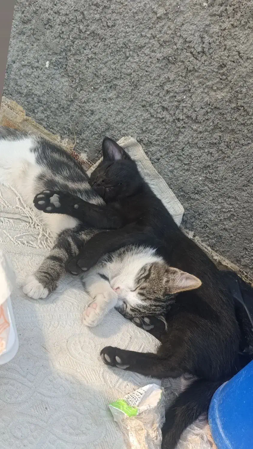 گربه مادر با دو توله هاش رایگان واگذار میشن|گربه|قنوات, |دیوار