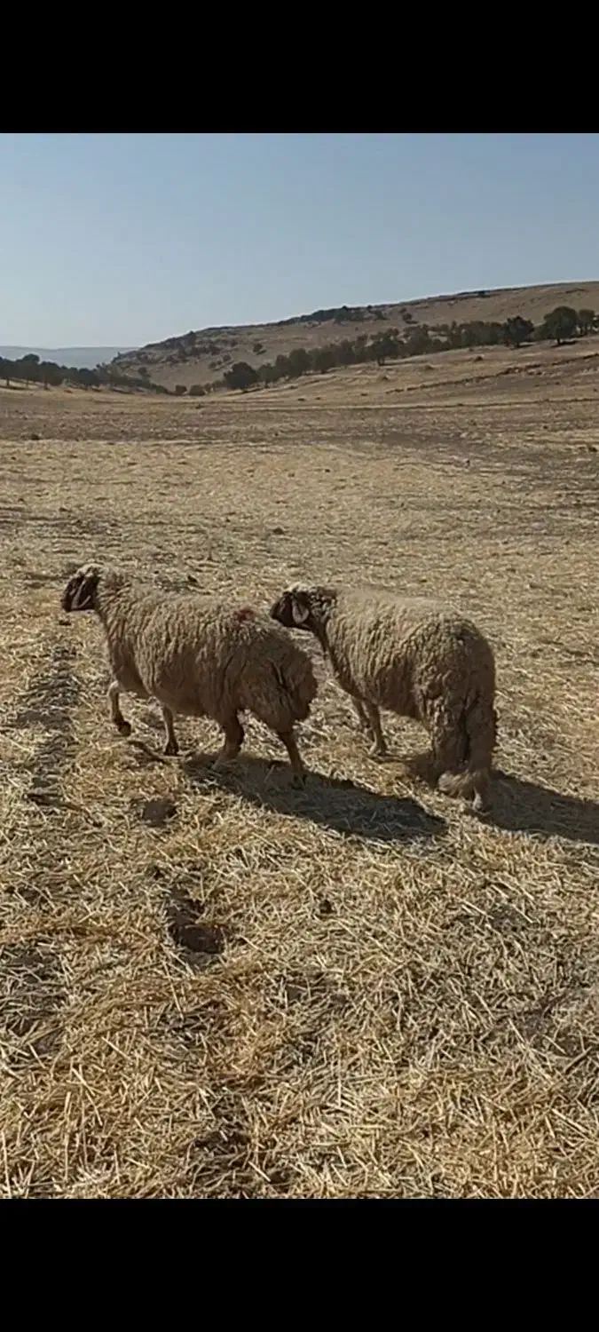 میش داشتی|حیوانات مزرعه|زرنه, |دیوار