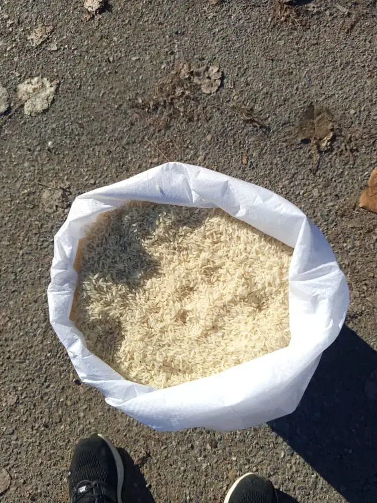 فروش برنج طارم هاشمی دوباره کشت|خوردنی و آشامیدنی|ساری, |دیوار