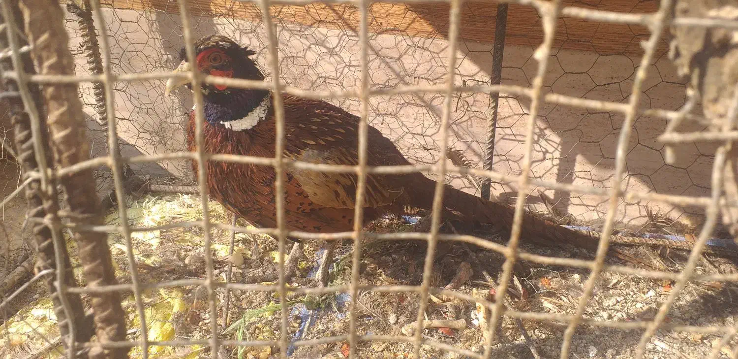 مرغ زینتی|پرنده|ابریشم, |دیوار