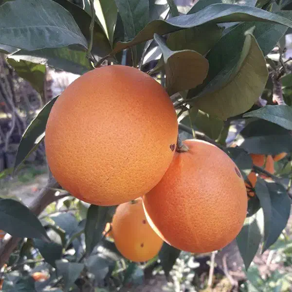 پرتغال درجه ۱|خوردنی و آشامیدنی|جویبار, |دیوار