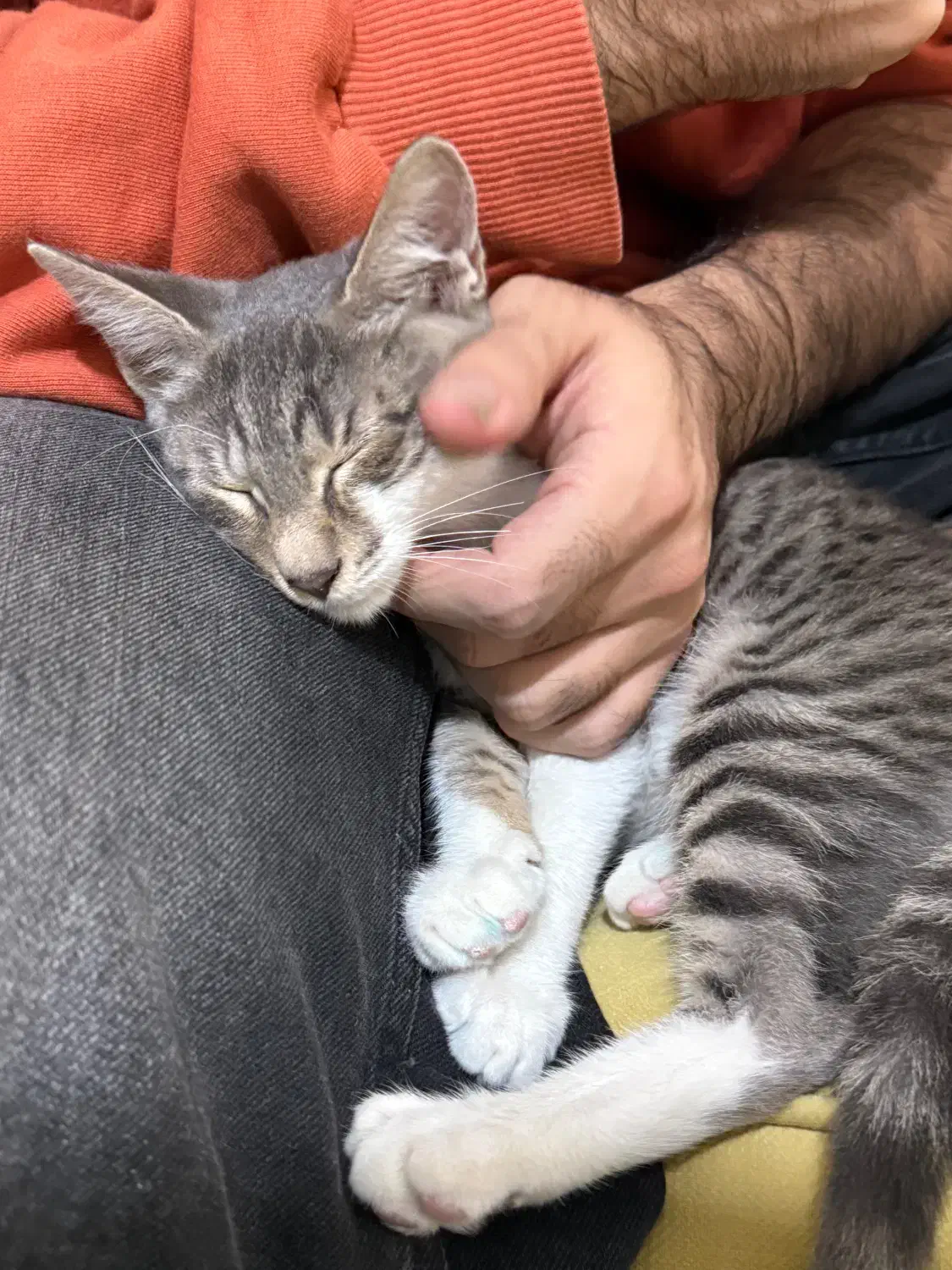 گربه ۳ ماهه و یکساله|گربه|گرگان, |دیوار