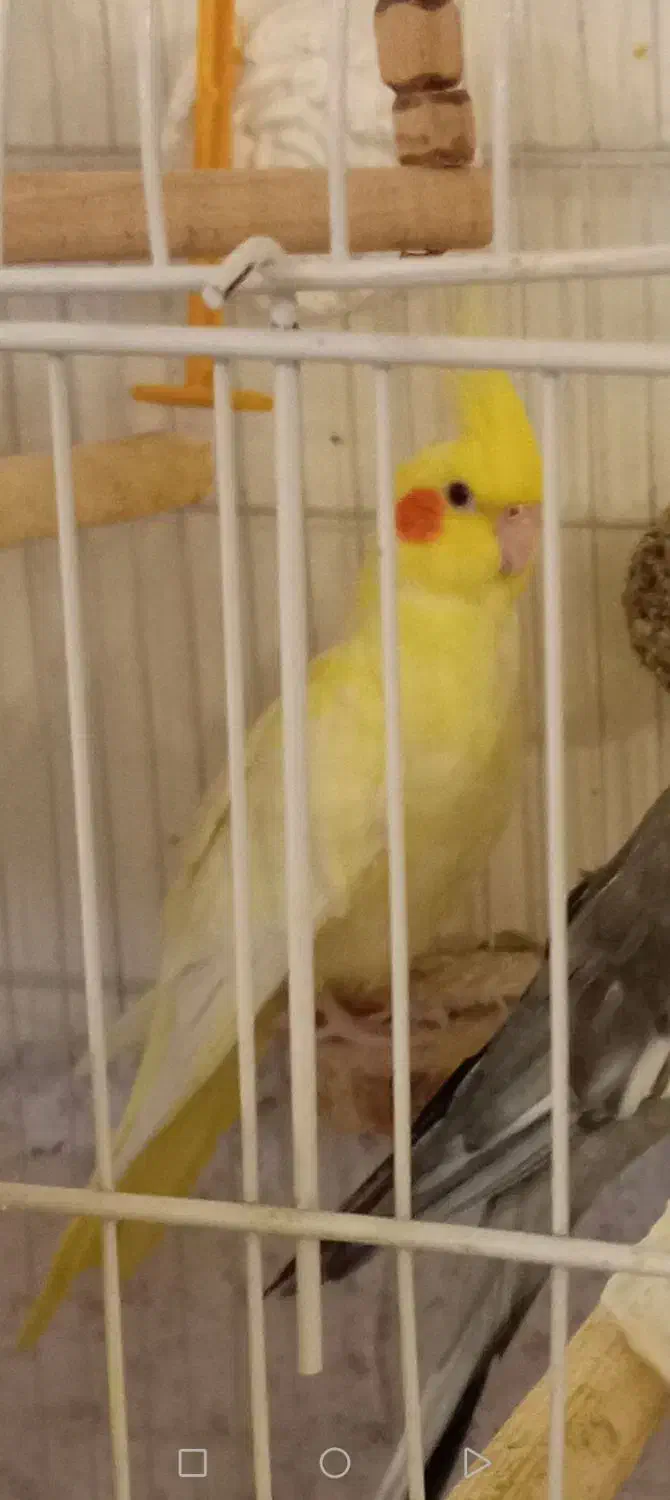 عروس هلندی ماده لوتینو بدون پر خرابی|پرنده|محمدشهر, شهرک چمران|دیوار