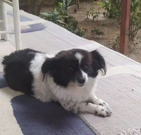 سگ ماده|سگ|رستم‌آباد, |دیوار