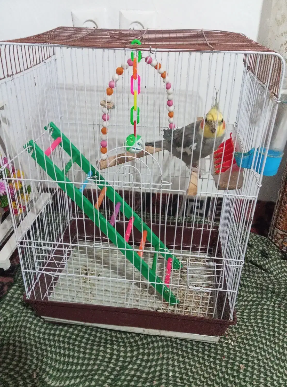 عروس هلندی|پرنده|رضوانشهر, |دیوار