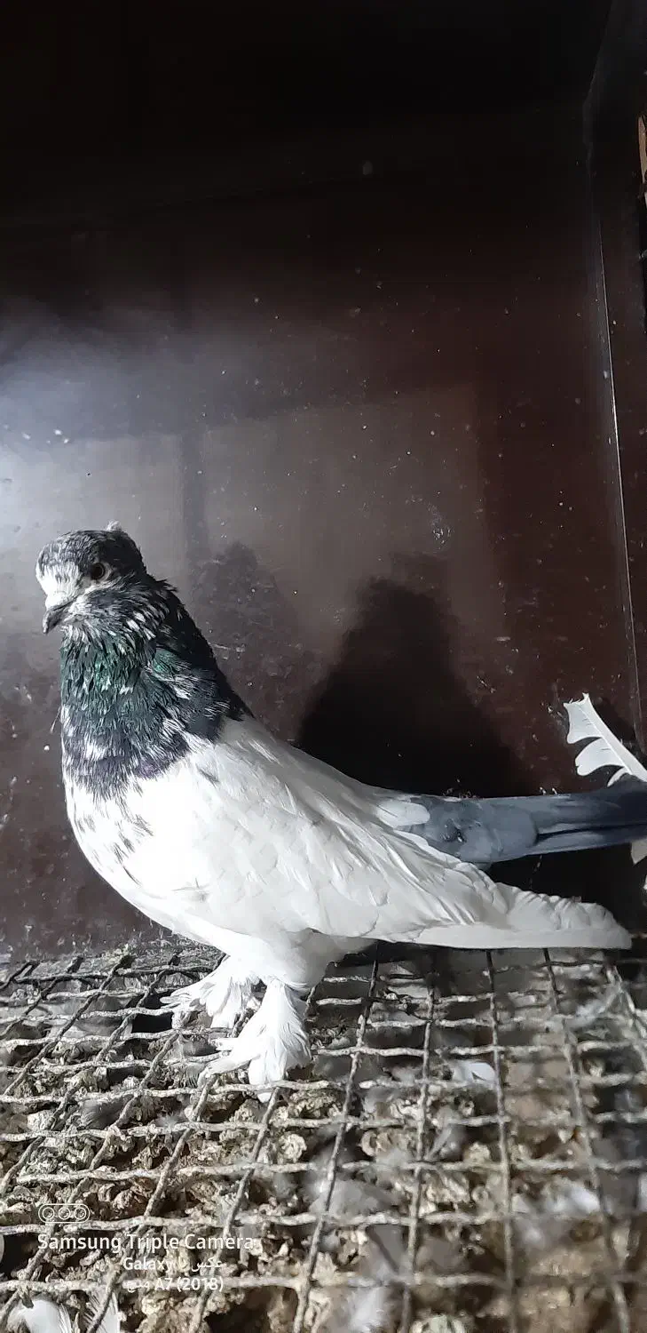 کبوتر|پرنده|رزن, |دیوار