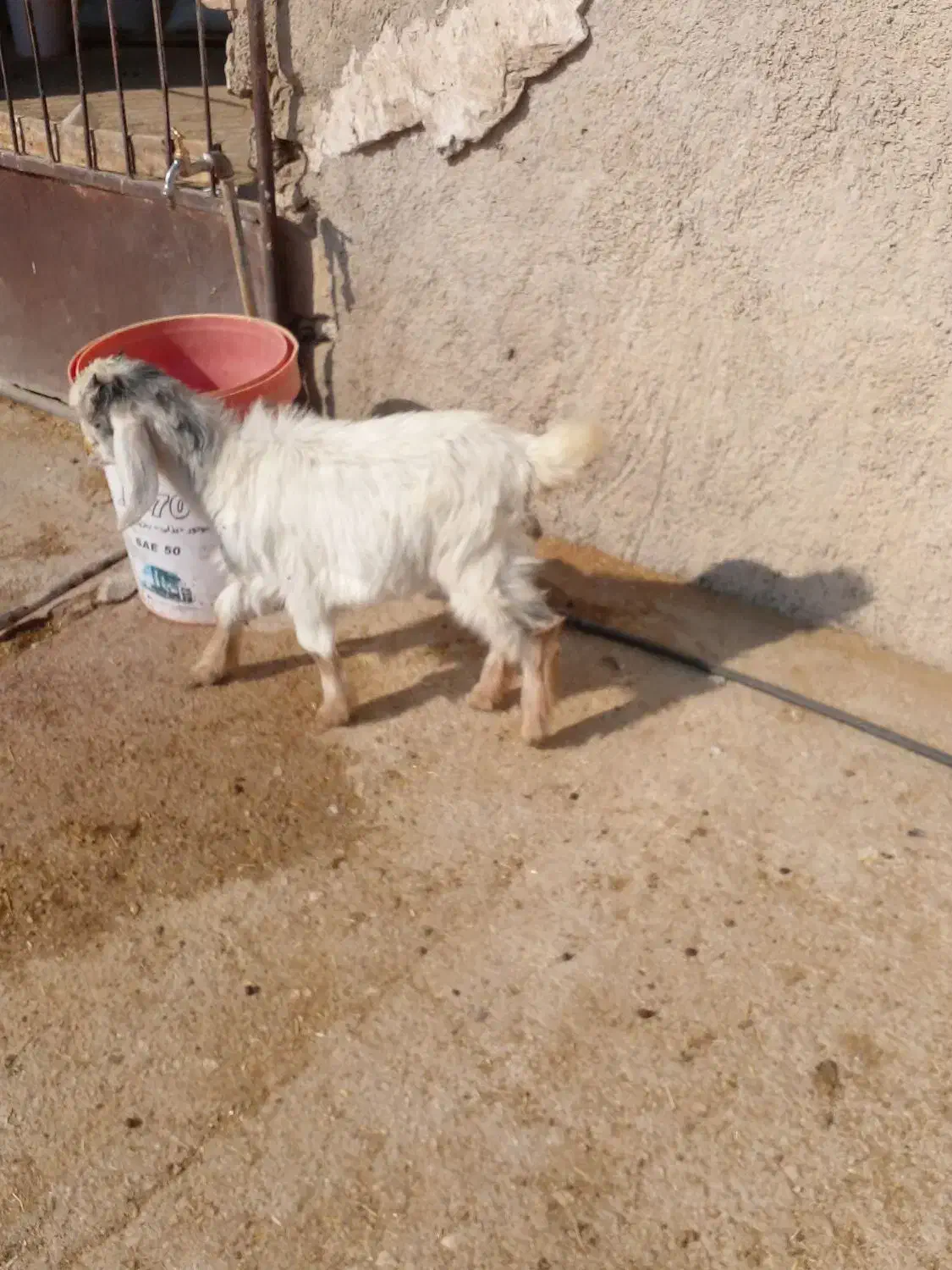 بز کهره|حیوانات مزرعه|کازرون, |دیوار