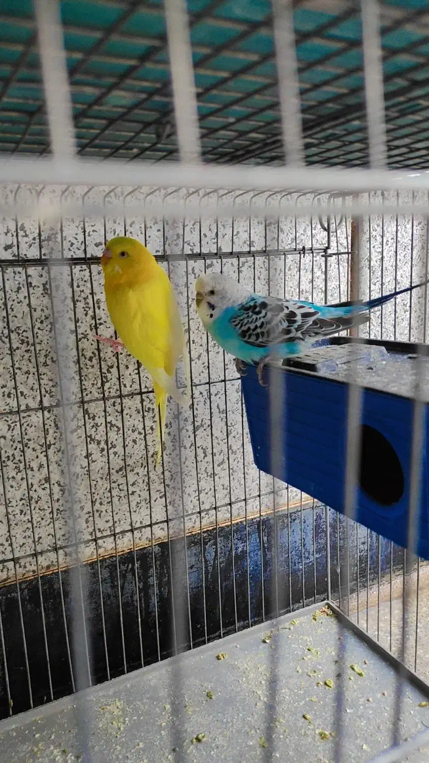 مرغ عشق|پرنده|دوگنبدان, |دیوار