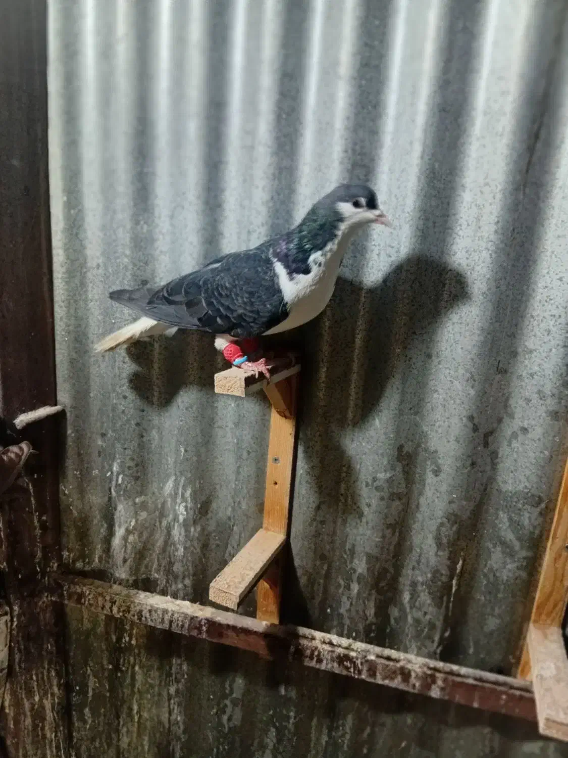 کفتر وبوم|پرنده|مشهد, نوید|دیوار