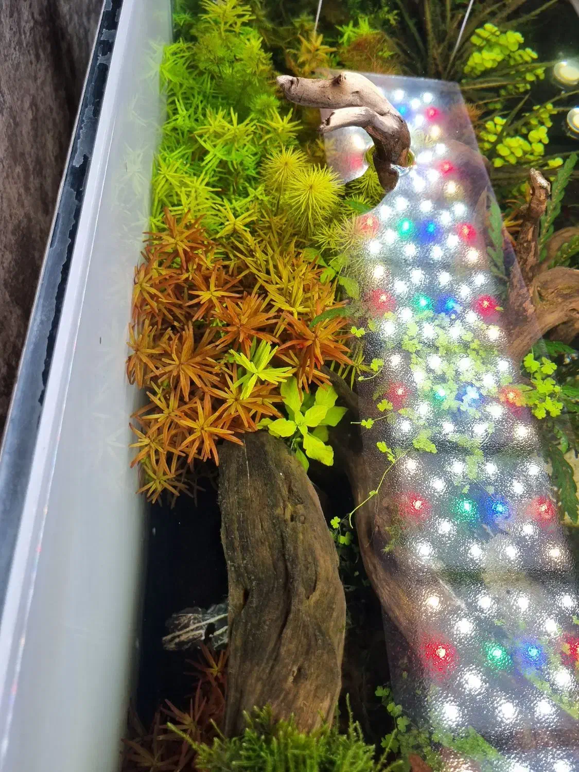 ال ای. دی حرفه ای ats|ماهی|اهواز, اسماعیلیه|دیوار